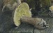 рис.3 натюрморт с грибами - фрагмент  Кликните для перехода к этому слайду